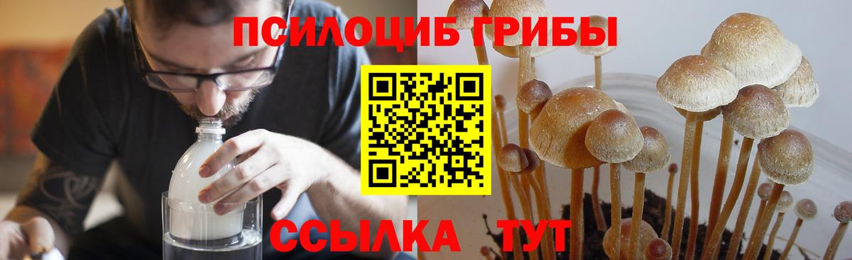 закладки  Галлюциногенные грибы Cubensis  Вход с VPN  Сокол 